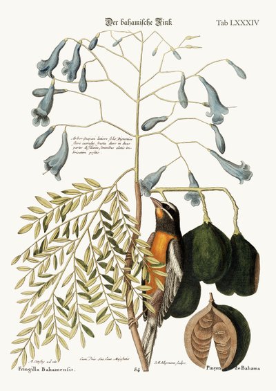 The Bahama Finch by Mark Catesby